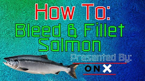 How To Bleed and Fillet Salmon