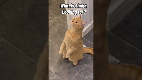 Simba The Cat is looking for something interesting 👀#cat #shorts #catlover #cats #animal