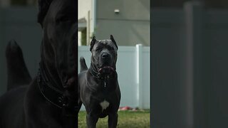 Vigilant Cane Corso: Keeping a Watchful Eye 🐾