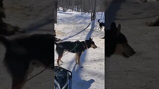 Dogs in the Snow