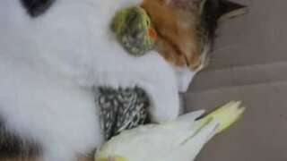 Un câlin affectueux entre chat et oiseaux