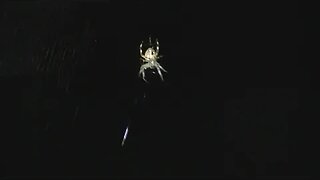 Spider catching prey at night in his awesome glow in the dark web.
