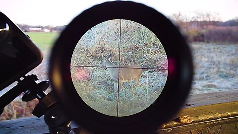 Deer Hunting | In the Field