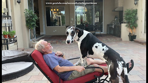 Affectionate Great Dane Wants To Ride The Recliner With His Dad