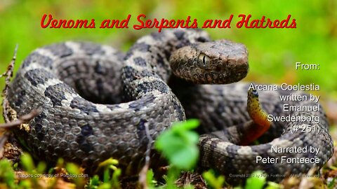 Venoms and Serpents and Hatreds