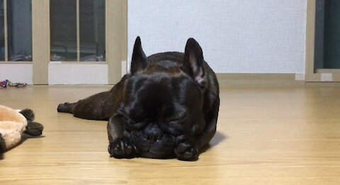 Sleeping French Bulldog zz