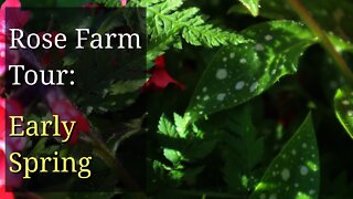 Rose Farm: Early Spring Tour