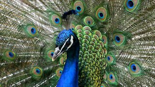 Peacock Sounds -Noises