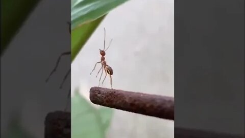 Ant gets its heart broken :(