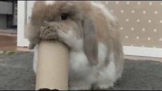 Ce lapin a une dent contre le papier toilette