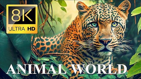 ANIMAL WORLD 8K ULTRA HD - Amazing Wildlife