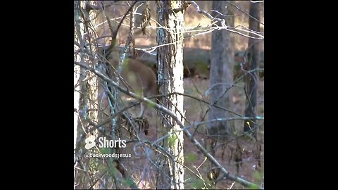 Deer in the Forest