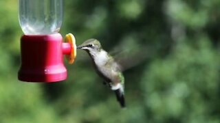 Scientists say they finally understand why hummingbirds hum