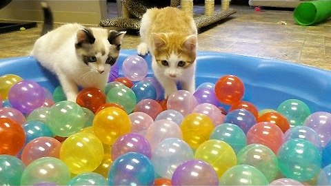 Kittens Prove That Ball Pit Is Not Their Thing