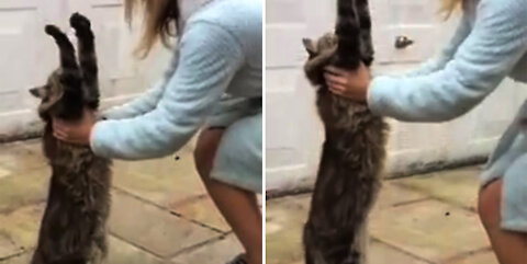 Cat puts arms up for a hug