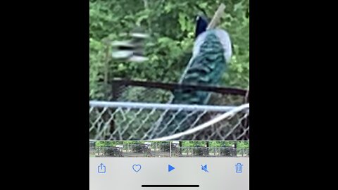 Mockingbird dive bombs peacock