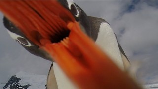 Cute Penguin Attempts To Swallow GoPro Camera