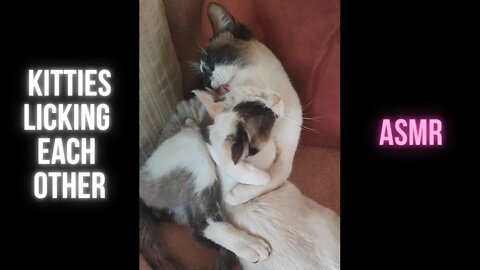 KITTIES Licking and Cuddling Each Other 🎀ASMR #Shorts