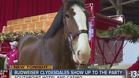 Budweiser Clydesdales celebrate Christmas at South Point
