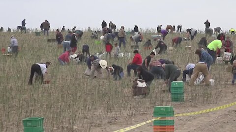 Owyhee Produce invites people to pick asparagus because of a worker shortage