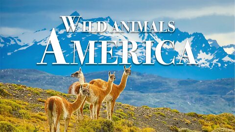 дикие животные америки 4k - Замечательный фильм о дикой природе с успокаивающей музыкой