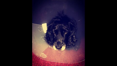 Poorly dog in vets cone can’t get to treats, funny video!