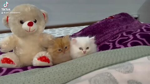 cute kittens watching cartoon