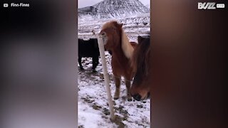 Un cheval grignote un piquet en bois d'une façon hilarante