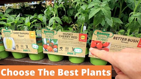 Choosing Plants & Soil Prep: Grow Food NOW #1