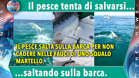 Pesce che tenta di salvarsi saltando sulla barca del pescatore.