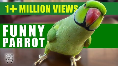 Funny Parrots || Cute and funny parrot compilation