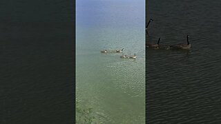 Canadian geese and their geesling chimney Lake BC #roadtrip #nature #camping #rvpark #exploring