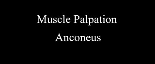 Muscle Palpation - Anconeus