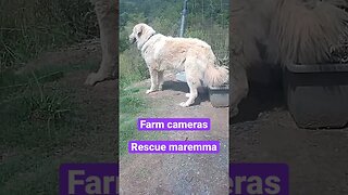 Farm cameras: monitoring animals