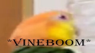 Vineboom Parrot