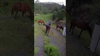 Farm Cam. Brumby watch