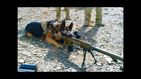 Extreme Trained & Disciplined German Shepherd Dogs