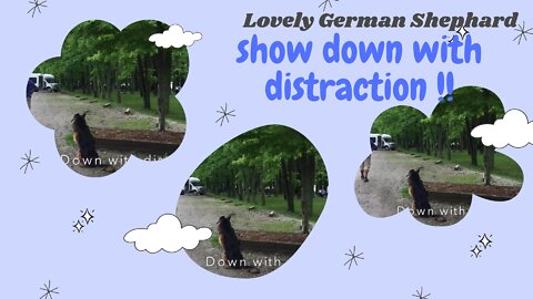 Lovely German Shepherd show Down With Distraction