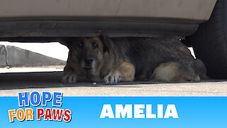 Abandoned senior German Shepherd hid under a car until Hope For Paws arrived.