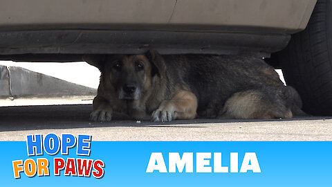 Abandoned senior German Shepherd hid under a car until Hope For Paws arrived.
