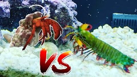 Giant Mantis Shrimp vs Giant Hermit Crab!