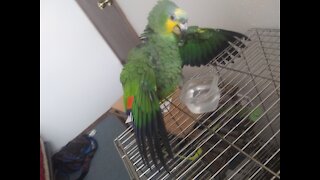 I love my bird