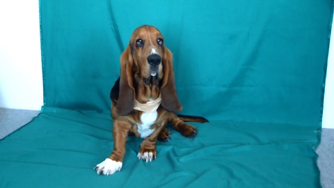 Can You Encourage The Basset To Perform In The Children's Program? NO.