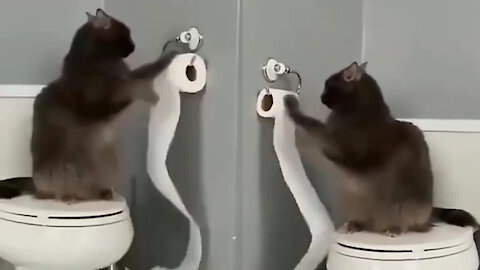 You will be surprised to see the crazy act of the cat in the bathroom.