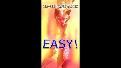 How train a dog to mirror cross paws