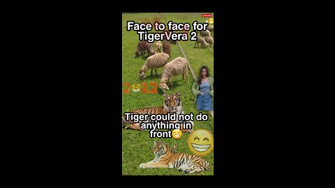 Tiger and Vera Funny video