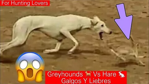 Exciting Hunting 🤩 Greyhounds Vs Hare 🐇 Galgos y liebres Захватывающая Охота Борзые Против Зайца