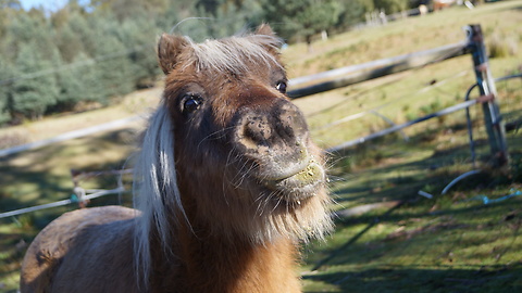 Mother and Son Mini Pony Reunion