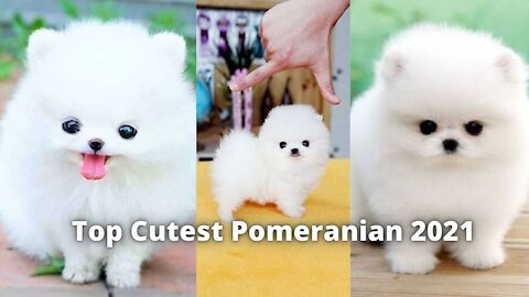 Mini Pomeranian 😘 | Cutest Pomeranian Funny Videos Cutest 🥰 Puppy Videos 2021 #Viral