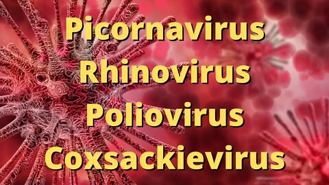 Picornavirus Rhinovirus Poliovirus Coxsackievirus